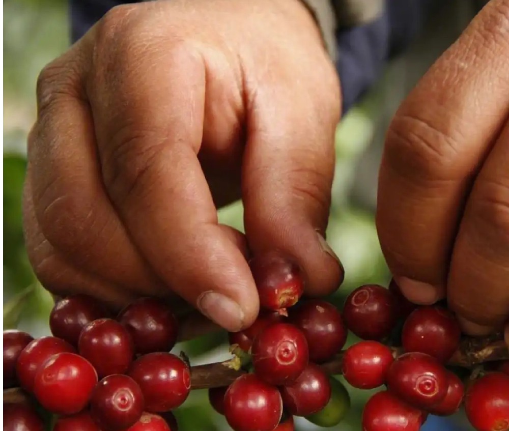 咖啡果实越成熟，咖啡豆就会越甜吗?